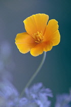 Californian poppy, Eschscholzia californica, Front view of one fully open orange flower showing stamens, coming out of soft focus blue background.