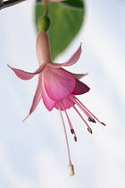 Fuchsia 'Walz Jubelteen', Close side view of one hanging pink flower with protruding stamens and stigma, Against pale blue sky.