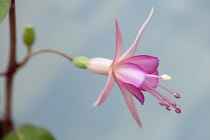 Fuchsia 'Walz Jubelteen', Close side view of one  pink flower with protruding stamens and stigma, attached to a deep red stem, Against pale blue sky.