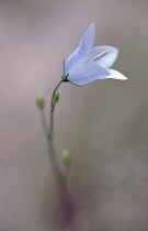 Harebell, Campanula rotundifolia, Close view of one pale blue flower coming out of grey misty soft focus, Showing central prominent stigma.