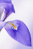 Algerian iris, Iris unguicularis, Close cropped view of purple petal with yellow and white markings against pale lilac background.