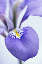 Algerian iris, Iris unguicularis, Close cropped view of purple petal with yellow and white markings against pale blue background.