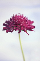 Macedonian scabious, Knautia macedonica 'Red Knight', Close side view of one burgundy red flower aginst pale blue sky.