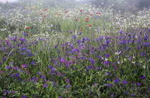 Purple viper's bugloss, Echium plantagineum with pink Lathyrus tingitanus, Tangier pea, red opium poppy growing in a meadow in La Gomera in the Canary Islands.