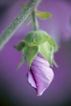 Tree mallow, Lavatera x clementii 'Rosea', One unfurling flower, its pink petals twisted around each other, hanging from a hairy stem, Pink background.