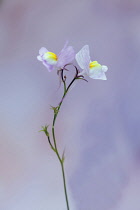 Moroccan toadflax, Linaria maroccana, Side view of two delicate pink and yellow flowers on a thin stem against dappled pastel background,