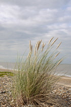 Grass, Marram grass, Ammophila arenaria, Flowering clump growing in shingle on a suffolk beach in UK, Sea and sky behind.