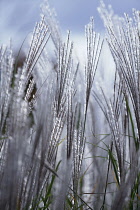 Grass, Eulalia, Miscanthus sinensis 'Kleine Silberspinne', Low front view of several silvery feathered plumes of flowers backlit.