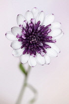 African daisy, Osteospermum Flower Power 'Double Berry White', Front view of one flower with white petals tipped with burgundy and central cluster of burgundy petals, Against pale pink.