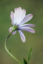 African daisy, Osteospermum 'Serenity purple', Back view of one opening flower with raindrops on a curved stem.