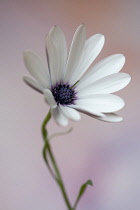 Osteospermum, a white cultivar, Front view of partially open flower with dark centre against mottled pink background.