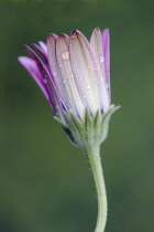 African daisy, Osteospermum 'Serenity purple', Close side view of one closed flower with raindrops.