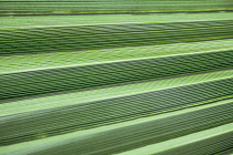 Palm, Fan palm, Abstract view of folds of a palm leaf creating steps or ridges.