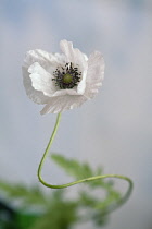 Shirley poppy, Papaver rhoeas Shirley series, Front view of one white flower with black stamens in a curved stem and soft focus leaves behind, Against pale blue sky.