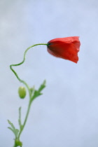 Field poppy, Papaver rhoeas, Side view of one half open red flower on spindly, hairy, bendy stalk with leaves and bud, Against blue sky.