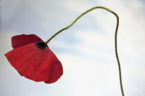 Field poppy, Papaver rhoeas, Side view of one open red flower on hairy curved stalk, Against pale blue sky.