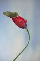 Field poppy, Papaver rhoeas, Side view of one opening red flower pushing off its bud casing, on hairy curved stalk, Against blue sky.