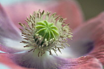 Opium poppy, Papaver somniferum, Very close view of centre of a pink flower showing the stamens and ridged green stigma with granules of pollen on it.