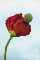 Icelandic poppy, Papaver nudicaule 'Champagne Bubbles', Side view of one opening flower with crinked red petals with yellow centres, pushing off its bud casing, on hairy stalk, Against pale blue sky.