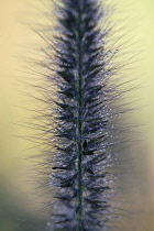 Black Fountain grass, Pennisetum alopecuroides 'Moudry', Very close view of one dark plume with hairy seeds formed, glistening with dew.