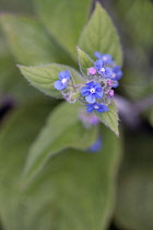 Green Alkanet, Pentaglottis sempervirens, Top view of cluster of blue flowers with white eye atop hairy green leaves.