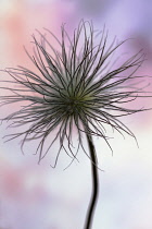 Pasque flower, Pulsatilla pratensis, Fluffy seedhead with dark strands silhouetted against pink and blue mottled background.