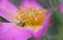 Rose, Rosa 'Summer Breeze', Very close view of open pink flower with yellow stamens and a small spider capturing an ant.