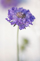 Scabious, Scabiosa columbaria 'Blue note', Side view of open lilac flower with same colour stamens against soft focus white background, Selective focus.