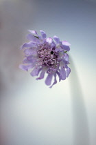Scabious, Scabiosa columbaria 'Blue note', Side view of half open lilac flower with same colour stamens, Selective focus.