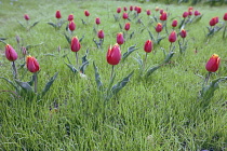 Tulip, Tulipa schrenkii, Several crimson flowers with yellow margins growing in meadow grass.