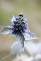 Sea holly, Eryngium maritimum, Close view of one flower with a ladybird on top.