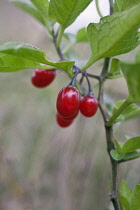 Bittersweet, Solanum dulcamara, Close view of group of red berries on a stem with leaves.