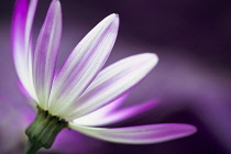 Cineraria, Pericallis x hybrida Senetti baby Magenta Bicolor 'Sunseneribuba', Close side view of one pink flower with white streaks.