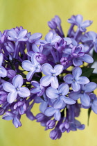 Lilac, Syringa vulgaris, Close view of a flowering head with a mass of mauve florets, Green background.