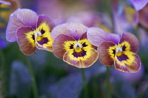 Viola, Viola x wittrockiana 'Deltini Honey Bee', Close front view of three flowers with splashes of burgundy and yellow, overlapping in a line and dusted with frost.