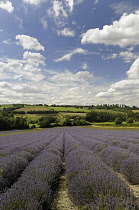 Lavender, Lavandula angustifolia, A field with furrows of lavender leading to countryside behind and blue cloudy sky above,