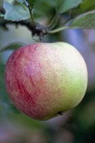 Apple, Malus domestica 'Worcester Pearmain', Close side view of one green apple with red blush, hanging from a twig with leaves.