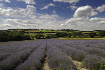 Lavender, Lavandula angustifolia, A field with furrows of lavender leading to countryside behind and blue cloudy sky above.
