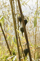 Bamboo, Bambusa cultivar, Rare bamboo fruit hanging from stems, usually flowers every 50 years.