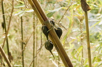 Bamboo, Bambusa cultivar, Rare bamboo fruit hanging from stems, usually flowers every 50 years.