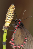 Field horsetail, Equisetum arvense, Close up of Butterfly on a flowering stem.