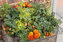 Marigold, Tagetes erecta planted closely with tomato, Lycopersicon esculentum in a wooden fruit crate,