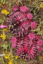 Moon cactus, Gymnocalycium Mihanovichii, Overhead close view of some pink offsets with smaller ones growing of these.