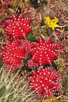 Moon cactus, Gymnocalycium Mihanovichii, Overhead close view of some red offsets with smaller ones growing of these.