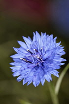 Cornflower, Centaurea cyanus, Close view of one blue flower in sharp focus with dark background,