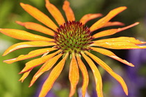 Echinacea, Purple coneflower, Echinacea cultivar, Close up of flower head with orange coloured petals.