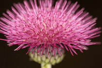 Knapweed, Centaurea nigra, Close up of spikey pink coloured flowerhead against black.