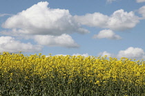 Brassica, Oilseed rape, A mass of yellow flowers against blue sky.