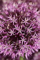 Allium 'Gladiator', Close up detail of mass of pink star shaped flowers.