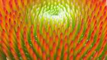 Purple coneflower, Echinacea purpurea 'Magnus', Close view of central mound of green orange tipped stamens forming a concentric pattern.